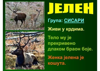 Група: СИСАРИ
Живи у крдима.
Тело му је
прекривено
длаком браон боје.
Женка јелена је
кошута.
 