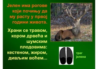 Јелен има рогове
  који почињу да
 му расту у првој
  години живота.
Храни се травом,
  кором дрвећа и
        шумским
     плодовима:
кестеном, жиром,    траг
                    јелена
 дивљим воћем...
 