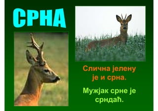 Слична јелену
  је и срна.
Мужјак срне је
  срндаћ.
 