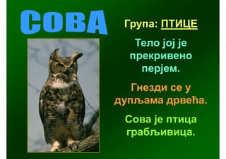 Група: ПТИЦЕ
   Тело јој је
  прекривено
    перјем.
   Гнезди се у
дупљама дрвећа.
 Сова је птица
 грабљивица.
 