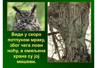 Види у скоро
потпуном мраку,
 због чега лови
ноћу, а омиљена
   храна су јој
    мишеви.
 