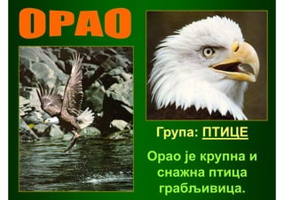 Група: ПТИЦЕ
Орао је крупна и
 снажна птица
 грабљивица.
 