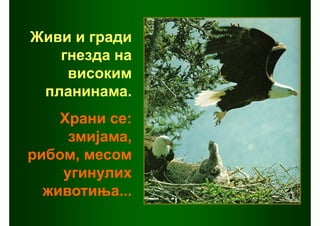 Живи и гради
   гнезда на
    високим
 планинама.
    Храни се:
     змијама,
рибом, месом
    угинулих
  животиња...
 