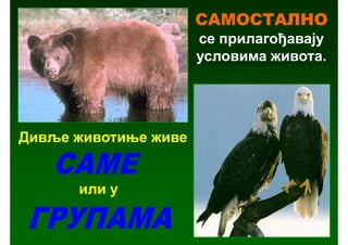 САМОСТАЛНО
                      се прилагођавају
                      условима живота.




Дивље животиње живе


      или у
 