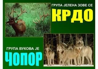 ГРУПА ЈЕЛЕНА ЗОВЕ СЕ




ГРУПА ВУКОВА ЈЕ
 