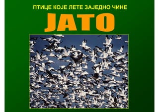 ПТИЦЕ КОЈЕ ЛЕТЕ ЗАЈЕДНО ЧИНЕ
 