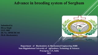 Advance in breeding system of Sorghum
Submitted by
Divya Singh
UGC-SRF
ID. No. 18PHCBC101
Ph.D. Biochemistry
Department of Biochemistry & Biochemical Engineering JSBB
Sam Higginbottom University of Agriculture, Technology & Sciences
Prayagraj, U.P., India
2021
 