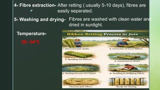 Comprehensive Study on Microbial Retting Techniques in Jute Fiber ...
