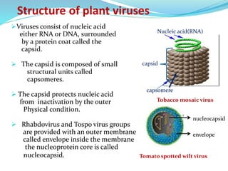 Structure and composition of plant viruses | PPT