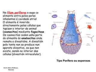 No filum poríferos a auga co
alimento entra polos poros
inhalantes á cavidade atrial
O alimento é inxerido
directamente polas células que
tapizan o interior do animal
(coanocitos) mediante fagocitose
Os coanocitos ceden unha parte
do alimento ós amebocitos onde
remata a dixestións. A dixestión
polo tanto non se produce nun
aparato dixestivo, xa que non
existe, senón no interior das
células (dixestión intracelular).
Tipo Porífero ou esponxas
I.E.S. Otero Pedrayo.
Ourense
 