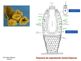 AMEBOCITOS
Esquema da organización dunha EsponxaEsquema da organización dunha Esponxa
COANOCITO
I.E.S. Otero Pedrayo.
Ourense
 
