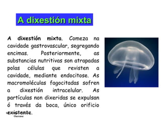 A dixestión mixta. Comeza na
cavidade gastrovascular, segregando
encimas. Posteriormente, as
substancias nutritivas son atrapadas
polas células que revisten a
cavidade, mediante endocitose. As
macromoléculas fagocitadas sofren
a dixestión intracelular. As
partículas non dixeridas se expulsan
ó través da boca, único orificio
existente.
A dixestión mixtaA dixestión mixta
I.E.S. Otero Pedrayo.
Ourense
 