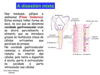 Nas medusas, pólipos e
anémonas (Filum Cnidarios).
Estes animais teñen forma de
saco, no oco que se denomina
cavidade gastrovascular onde
se dixire parcialmente o
alimento que se introduce
grazas ós tentáculos cheos de
células urticantes que
paralizan ás presas.
Na cavidade gastrovascular
comenza a dixestión pero
remata no interior das
células, polo tanto a digestión
é mixta, parte é extracelular
na cavidade e parte
intracelular nas células.
A dixestión mixta
I.E.S. Otero Pedrayo.
Ourense
 