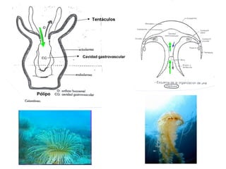 Cavidad gastrovascular
Pólipo
Tentáculos
 