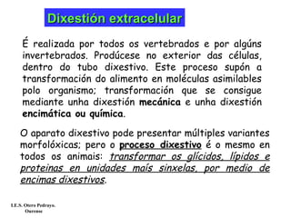 É realizada por todos os vertebrados e por algúns
invertebrados. Prodúcese no exterior das células,
dentro do tubo dixestivo. Este proceso supón a
transformación do alimento en moléculas asimilables
polo organismo; transformación que se consigue
mediante unha dixestión mecánica e unha dixestión
encimática ou química.
DixestiónDixestión extracelularextracelular
O aparato dixestivo pode presentar múltiples variantes
morfolóxicas; pero o proceso dixestivo é o mesmo en
todos os animais: transformar os glícidos, lípidos e
proteinas en unidades maís sinxelas, por medio de
encimas dixestivos.
I.E.S. Otero Pedrayo.
Ourense
 