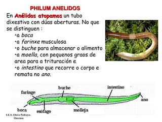 En Anélidos atopamosAnélidos atopamos un tubo
dixestivo con dúas aberturas. No que
se distinguen :
•a boca
•a farinxe musculosa
•o buche para almacenar o alimento
•a moella, con pequenos graos de
area para a trituración e
•o intestino que recorre o corpo e
remata no ano.
PHILUM ANELIDOSPHILUM ANELIDOS
I.E.S. Otero Pedrayo.
Ourense
 
