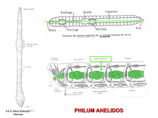 PHILUM ANELIDOSPHILUM ANELIDOSI.E.S. Otero Pedrayo.
Ourense
 
