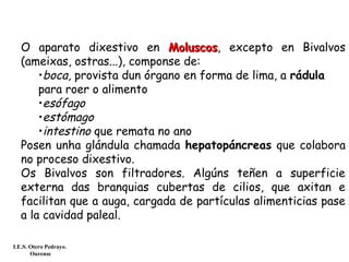 O aparato dixestivo en MoluscosMoluscos, excepto en Bivalvos
(ameixas, ostras...), componse de:
•boca, provista dun órgano en forma de lima, a rádula
para roer o alimento
•esófago
•estómago
•intestino que remata no ano
Posen unha glándula chamada hepatopáncreas que colabora
no proceso dixestivo.
Os Bivalvos son filtradores. Algúns teñen a superficie
externa das branquias cubertas de cilios, que axitan e
facilitan que a auga, cargada de partículas alimenticias pase
a la cavidad paleal.
I.E.S. Otero Pedrayo.
Ourense
 