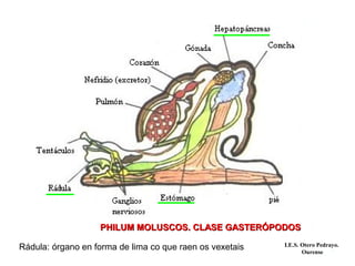 PHILUM MOLUSCOS. CLASE GASTERÓPODOSPHILUM MOLUSCOS. CLASE GASTERÓPODOS
Rádula: órgano en forma de lima co que raen os vexetais I.E.S. Otero Pedrayo.
Ourense
 