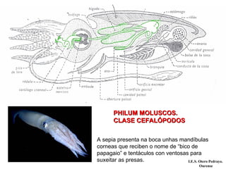 PHILUM MOLUSCOS.PHILUM MOLUSCOS.
CLASE CEFALÓPODOSCLASE CEFALÓPODOS
A sepia presenta na boca unhas mandíbulas
corneas que reciben o nome de “bico de
papagaio” e tentáculos con ventosas para
suxeitar as presas. I.E.S. Otero Pedrayo.
Ourense
 