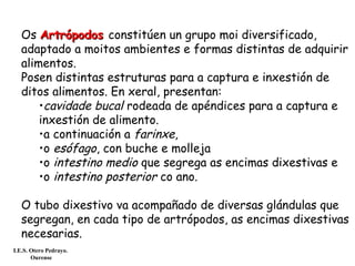 Os ArtrópodosArtrópodos constitúen un grupo moi diversificado,
adaptado a moitos ambientes e formas distintas de adquirir
alimentos.
Posen distintas estruturas para a captura e inxestión de
ditos alimentos. En xeral, presentan:
•cavidade bucal rodeada de apéndices para a captura e
inxestión de alimento.
•a continuación a farinxe,
•o esófago, con buche e molleja
•o intestino medio que segrega as encimas dixestivas e
•o intestino posterior co ano.
O tubo dixestivo va acompañado de diversas glándulas que
segregan, en cada tipo de artrópodos, as encimas dixestivas
necesarias.
I.E.S. Otero Pedrayo.
Ourense
 