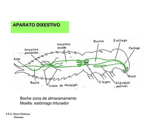 APARATO DIXESTIVOAPARATO DIXESTIVO
Boche zona de almacenamento
Moella: estómago triturador
I.E.S. Otero Pedrayo.
Ourense
 