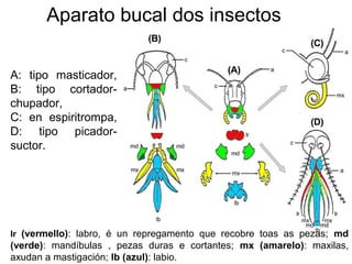 A: tipo masticador,
B: tipo cortador-
chupador,
C: en espiritrompa,
D: tipo picador-
suctor.
lr (vermello): labro, é un repregamento que recobre toas as pezas; md
(verde): mandíbulas , pezas duras e cortantes; mx (amarelo): maxilas,
axudan a mastigación; lb (azul): labio.
Aparato bucal dos insectos
 