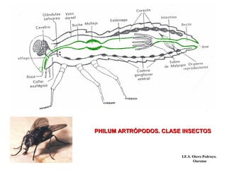 PHILUM ARTRÓPODOS. CLASE INSECTOSPHILUM ARTRÓPODOS. CLASE INSECTOS
I.E.S. Otero Pedrayo.
Ourense
 