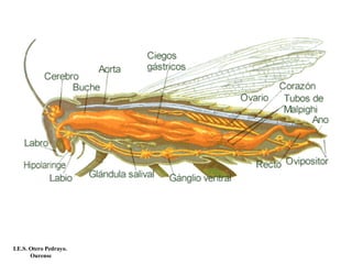 I.E.S. Otero Pedrayo.
Ourense
 