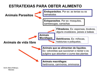 ESTRATEXIAS PARA OBTER ALIMENTO
Animais Parasitos
Endoparásitos. Por ex: as tenias ou os
nematodos
Ectoparasitos. Por ex: mosquitos,
sambexugas, carrachas
Animais de vida libre
Animais
Micrófagos
Filtradores. Ex: esponxas, bivalvos,
alguns crustáceos, peixes e baleas
Detritívoros. Ex: miñocas,
holoturias e poliquetos.
Animais que se alimentan de líquidos.
Ex: volvoretas que succionan o nectar o os
pulgóns que absorben o zume das plantas
Animais macrófagos:
herbívoros, carnívoros, omnivoros
I.E.S. Otero Pedrayo.
Ourense
 