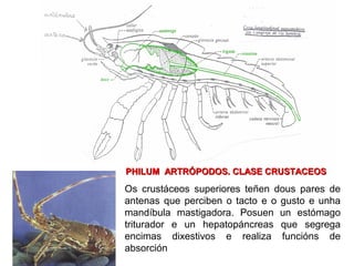 PHILUM ARTRÓPODOS. CLASE CRUSTACEOSPHILUM ARTRÓPODOS. CLASE CRUSTACEOS
Os crustáceos superiores teñen dous pares de
antenas que perciben o tacto e o gusto e unha
mandíbula mastigadora. Posuen un estómago
triturador e un hepatopáncreas que segrega
encimas dixestivos e realiza funcións de
absorción
 