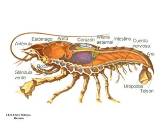 I.E.S. Otero Pedrayo.
Ourense
 