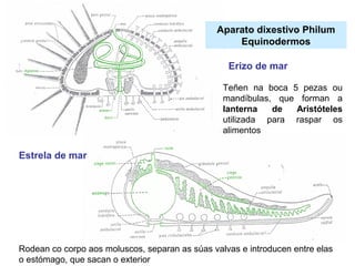 Erizo de mar
Aparato dixestivo Philum
Equinodermos
Estrela de mar
Teñen na boca 5 pezas ou
mandíbulas, que forman a
lanterna de Aristóteles
utilizada para raspar os
alimentos
Rodean co corpo aos moluscos, separan as súas valvas e introducen entre elas
o estómago, que sacan o exterior
 