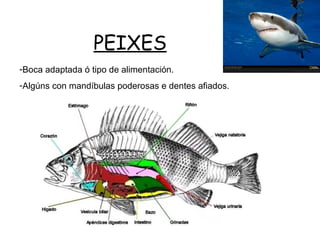 PEIXES
-Boca adaptada ó tipo de alimentación.
-Algúns con mandíbulas poderosas e dentes afiados.
 