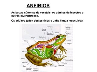 ANFIBIOS
As larvas nútrense de vexetais, os adultos de insectos e
outros invertebrados.
Os adultos teñen dentes finos e unha lingua musculosa.
 