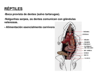 RÉPTILES
-Boca provista de dentes (salvo tartarugas).
-Nalgunhas serpes, os dentes comunican con glándulas
velenosas.
- Alimentación esencialmente carnívora.
 