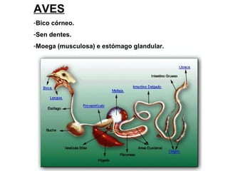 AVES
-Bico córneo.
-Sen dentes.
-Moega (musculosa) e estómago glandular.
 