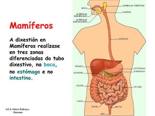 Mamíferos
A dixestión en
Mamíferos realízase
en tres zonas
diferenciadas do tubo
dixestivo, na boca,
no estómago e no
intestino.
I.E.S. Otero Pedrayo.
Ourense
 