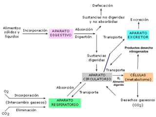 Productos desecho
nitrogenados
O2
Alimento
digerido
 