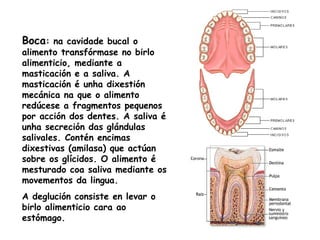 Boca: na cavidade bucal o
alimento transfórmase no birlo
alimenticio, mediante a
masticación e a saliva. A
masticación é unha dixestión
mecánica na que o alimento
redúcese a fragmentos pequenos
por acción dos dentes. A saliva é
unha secreción das glándulas
salivales. Contén encimas
dixestivas (amilasa) que actúan
sobre os glícidos. O alimento é
mesturado coa saliva mediante os
movementos da lingua.
A deglución consiste en levar o
birlo alimenticio cara ao
estómago.
 