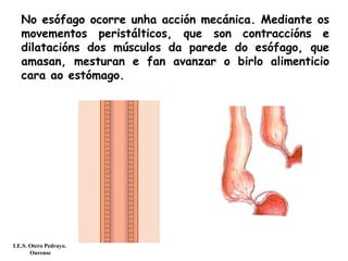 No esófago ocorre unha acción mecánica. Mediante os
movementos peristálticos, que son contraccións e
dilatacións dos músculos da parede do esófago, que
amasan, mesturan e fan avanzar o birlo alimenticio
cara ao estómago.
I.E.S. Otero Pedrayo.
Ourense
 