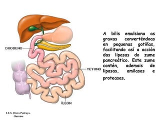 A bilis emulsiona as
graxas converténdoas
en pequenas gotiñas,
facilitando así a acción
das lipasas do zume
pancreático. Este zume
contén, ademais de
lipasas, amilasas e
proteasas.
I.E.S. Otero Pedrayo.
Ourense
 