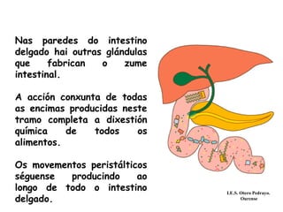 Nas paredes do intestino
delgado hai outras glándulas
que fabrican o zume
intestinal.
A acción conxunta de todas
as encimas producidas neste
tramo completa a dixestión
química de todos os
alimentos.
Os movementos peristálticos
séguense producindo ao
longo de todo o intestino
delgado.
I.E.S. Otero Pedrayo.
Ourense
 