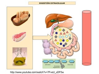 DIGESTIÓN EXTRACELULAR
http://www.youtube.com/watch?v=7FveU_xDF5w
 