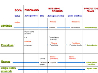 BOCABOCA
SalivaSaliva
Amilasa
AlmidónAlmidón
ProteínasProteínas
GraxasGraxas
Auga SalesAuga Sales
mineraisminerais
ESTÓMAGOESTÓMAGO
Zume gástricoZume gástrico
Pepsinóxeno
(inactivo)
ClH
Pepsina
Proteínas
INTESTINO PRODUCTOSINTESTINO PRODUCTOS
DELGADO FINAISDELGADO FINAIS
Bilis Zume pancreático Zume intestinalBilis Zume pancreático Zume intestinal
Amilasa Disacarasa
Almidón Disacáridos MonosacáridosMonosacáridos
Tripsinóxeno
(inactivo)
Tripsina Peptidasas
Polipétidos Peptidos sinxelos AminoácidosAminoácidos
Lipasa LIpasa
Graxas pancreátca intestinal
Emulsión Lípidos Ácidos graxosÁcidos graxos
graxas GlicerinaGlicerina
Agua e salesAgua e sales
 