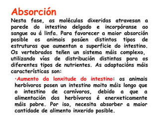 Absorción
Nesta fase, as moléculas dixeridas atravesan a
parede do intestino delgado e incorpóranse ao
sangue ou á linfa. Para favorecer a maior absorción
posible os animais posúen distintos tipos de
estruturas que aumentan a superficie do intestino.
Os vertebrados teñen un sistema máis complexo, 
utilizando vías de distribución distintas para os
diferentes tipos de nutrientes. As adaptacións máis
características son:
•Aumento da lonxitude do intestino: os animais
herbívoros posen un intestino moito máis longo que
o intestino de carnívoros, debido a que a
alimentación dos herbívoros é enerxeticamente
máis pobre. Por iso, necesita absorber a maior
cantidade de alimento inxerido posible.
 