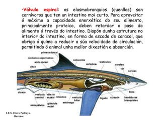 •Válvula espiral: os elasmobranquios (quenllas) son
carnívoros que ten un intestino moi curto. Para aproveitar
ó máximo a capacidade enerxética do seu alimento,
principalmente proteico, deben retardar o paso do
alimento ó través do intestino. Dispón dunha estrutura no
interior do intestino, en forma de escada de caracol, que
obriga ó quimo a reducir a súa velocidade de circulación,
permitindo ó animal unha mellor dixestión e absorción.
I.E.S. Otero Pedrayo.
Ourense
 