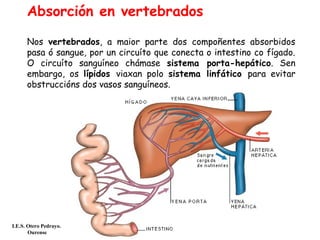 Absorción en vertebrados
Nos vertebrados, a maior parte dos compoñentes absorbidos
pasa ó sangue, por un circuíto que conecta o intestino co fígado.
O circuíto sanguíneo chámase sistema porta-hepático. Sen
embargo, os lípidos viaxan polo sistema linfático para evitar
obstruccións dos vasos sanguíneos.
I.E.S. Otero Pedrayo.
Ourense
 