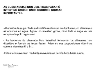 AS SUBSTANCIAS NON DIXERIDAS PASAN Ó
INTESTINO GROSO, ONDE OCORREN COUSAS
IMPORTANTES.
-Absorción de auga. Toda a dixestión realizouse en disolución, co alimento e
as encimas en agua. Agora, no intestino groso, case toda o auga vai ser
recuperada polo organismo.
- As bacterias da chamada flora intestinal fermentan os alimentos non
dixeridos e forman as feces fecais. Ademais nos proporcionan vitaminas
como a vitaminas K e B12.
-Estas feces avanzan mediante movementos peristálticos hacia o ano.
I.E.S. Otero Pedrayo.
Ourense
 