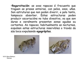 •Regurxitación: as aves rapaces é frecuente que
traguen as presas enteiras, con pelos, osos, uñas.
Son estruturas que non poden dixerir, e polo tanto,
tampouco absorber. Estas estructuras poden
producir escoriacións no tubo dixestivo, xa que son
duras e xeralmente presentan zonas agudas ou
cortantes. As rapaces, habitualmente as nocturnas,
expulsan estas estructuras inservibles o través da
súa boca expulsando egagrópilas.
I.E.S. Otero Pedrayo.
Ourense
 